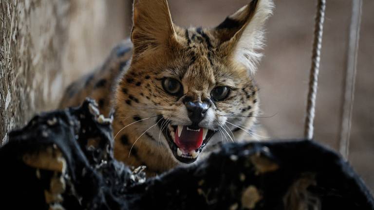 Een serval (foto: ANP 2024//Jeff Pachoud).