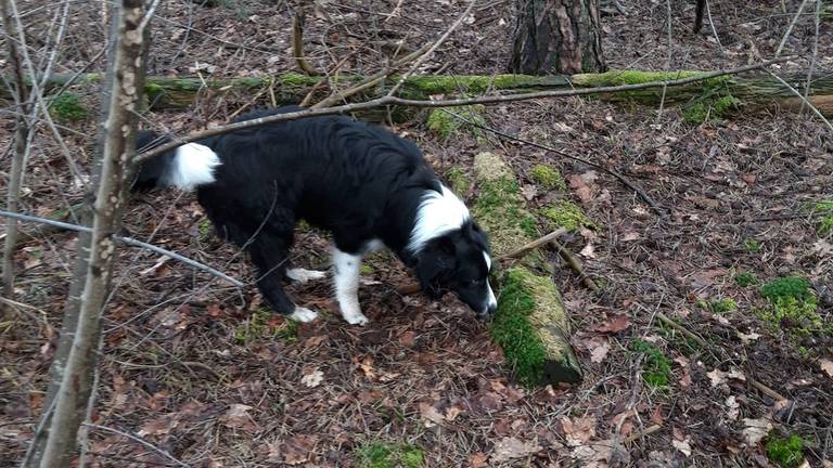 Tycho, die vorige week dood werd teruggevonden (foto: Henny).