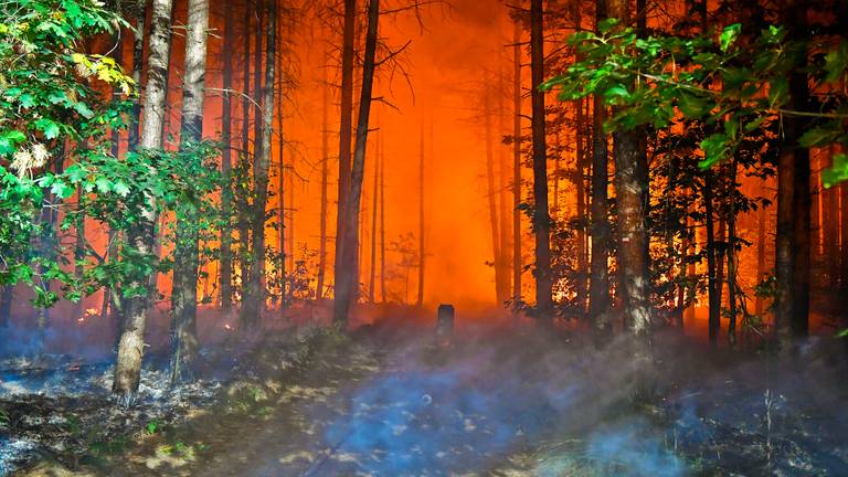 Zeker 2500 vierkante meter bos bij Valkenswaard zou in de as zijn gelegd (foto: Rico Vogels/SQ Vision).