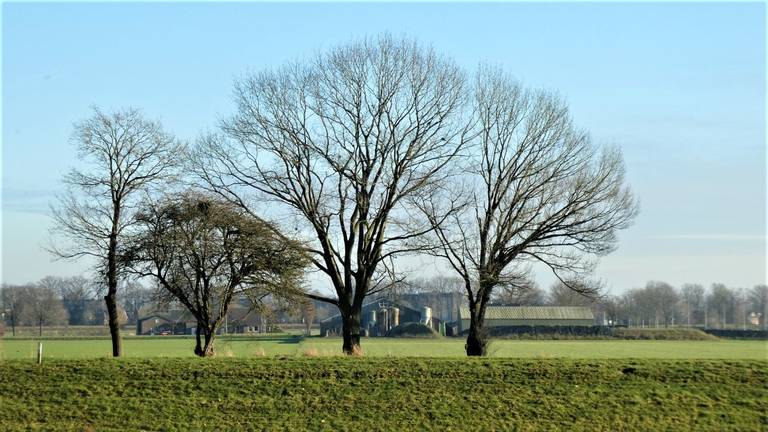 Ruim 450 Brabantse boeren zitten als PAS-melder in onzekerheid. (foto  Ben_Saanen)