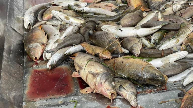 De vissen zouden doodgaan door zuurstoftekort in het water (foto: Patrick Lodewijks).