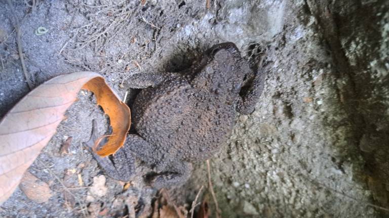 Hoe komt een pad in een ommuurde tuin terecht? Boswachter Frans legt uit