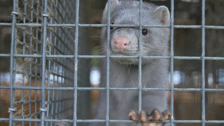 Een nerts op een farm (foto: Flickr).