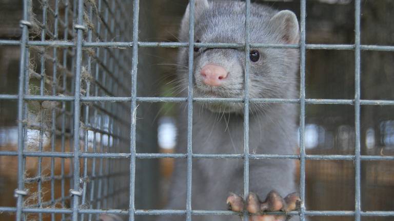 Een nerts op een farm (foto: Flickr).
