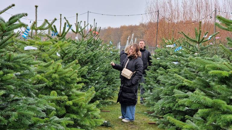 Op zoek naar de mooiste boom. (Foto: Noël van Hooft)