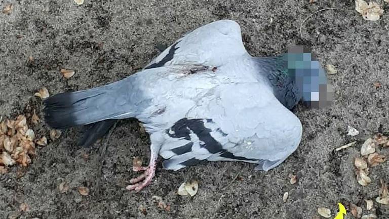 Een van de dode duiven (foto: politie Eindhoven)