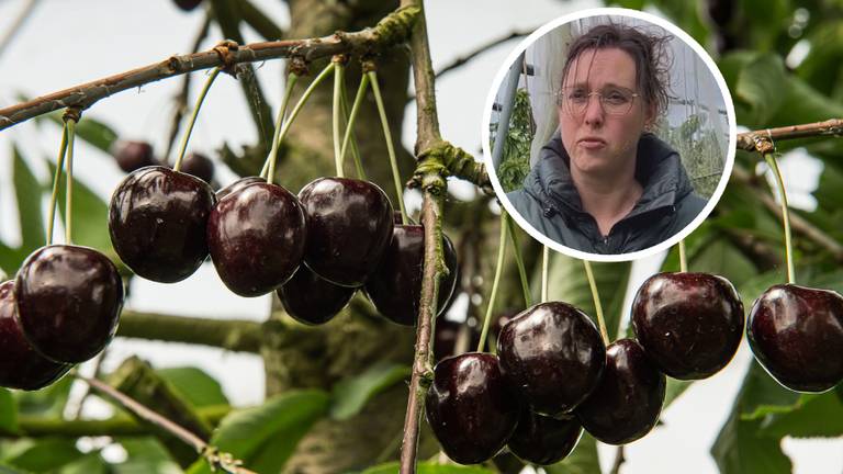 Kersenteler Janny Verschure uit Raamsdonk is opgelucht (foto: ANP/Marcel Berendsen/Omroep Brabant).