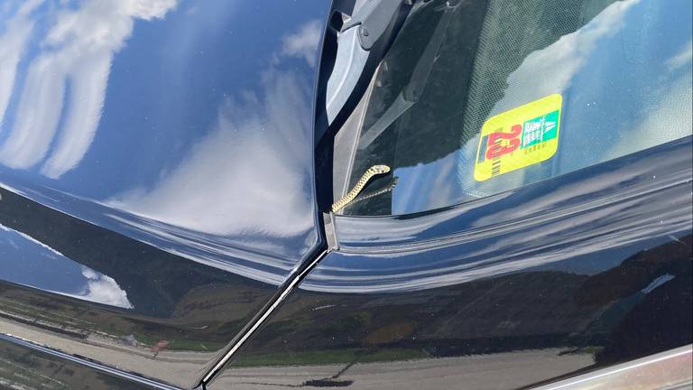 Een geelgroene toornslang (foto: Hans Oerlemans).