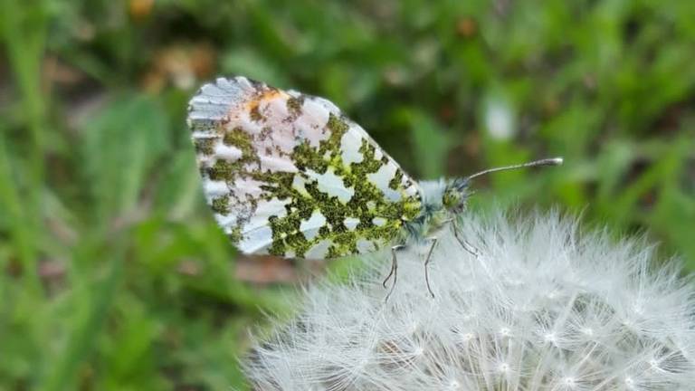 Het mannetje van het oranjetipje (foto: Jan van Waaijenburg).