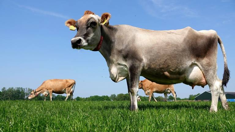 Omroep Brabant