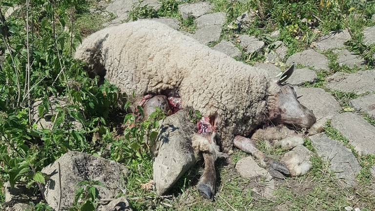 Een van de dode schapen in de wei bij Wijk en Aalburg (foto: Sjoerd Poorter)