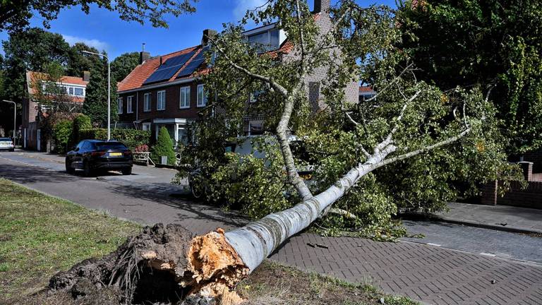 Onstuimig weer leidt tot veel omgewaaide bomen en schade