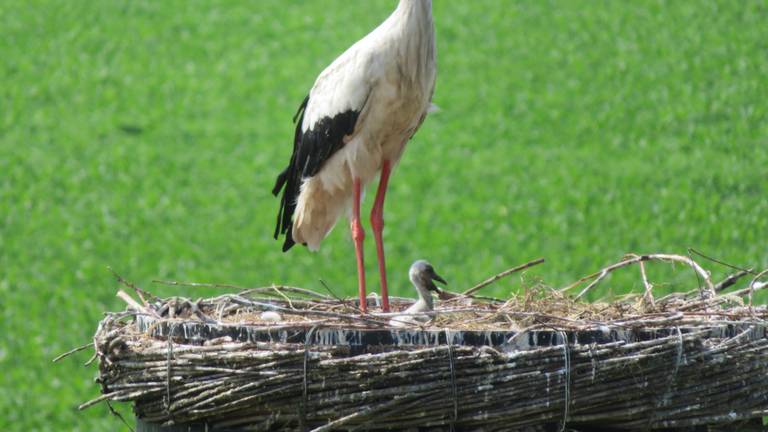 Omroep Brabant