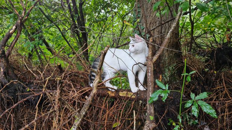 Kater Lilo voor de beschieting (foto: Yvonne).