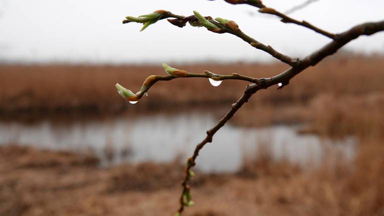 Een miezerige ochtend in het zuidoosten van Brabant (foto: Ben Saanen).