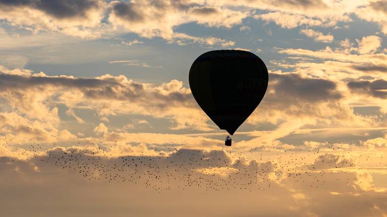Een luchtballon werd de papegaaien fataal (foto ter illustratie: ANP).
