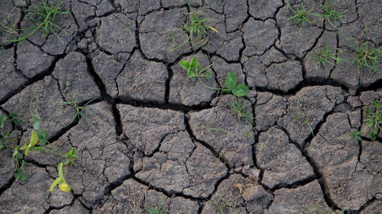 De natuur heeft dorst (foto: Ab Donker).