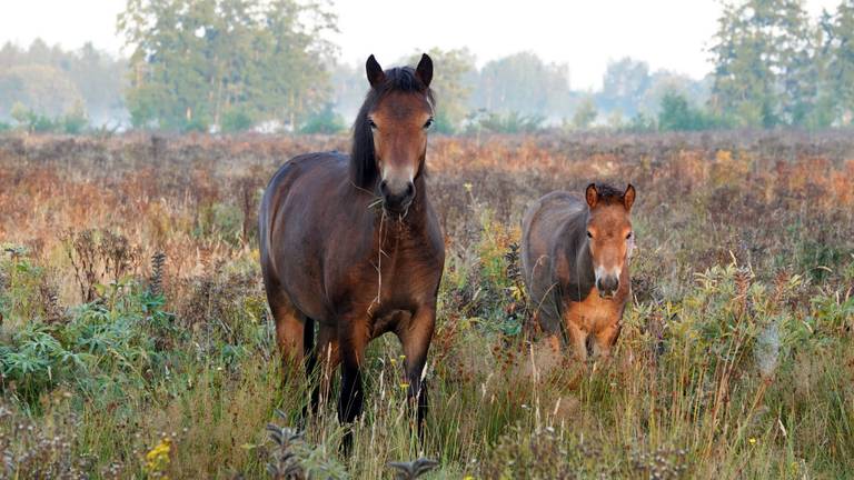 Paarden op de hei (foto: Ben Saanen).