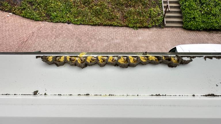 Dick heeft een heuse kraamkamer bij zijn dakraam, Frans weet van wie