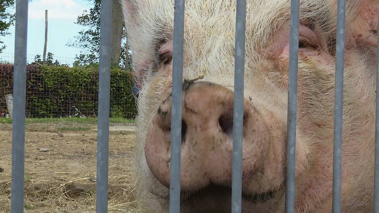 Een van de bewoners van Park Veldzicht: Miss Piggy (foto: Rob Bartol).