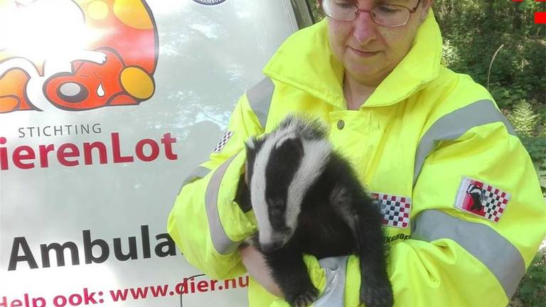 Karin met een geredde das (foto: Stichting Dassenwerkgroep Brabant).