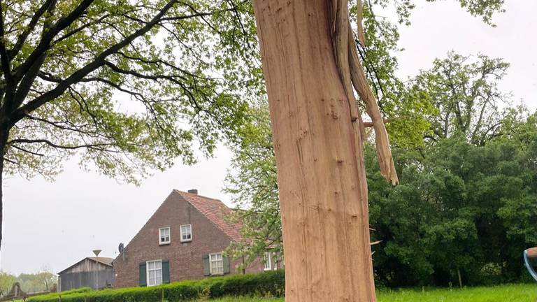 De schors van de eiken was er helemaal af (foto: Ton Vinken).