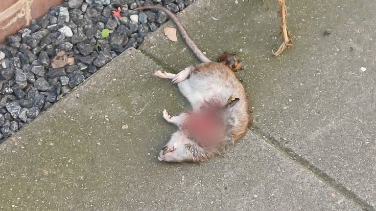 Een dode rat in de brandgang van de Meidoornstraat (privéfoto).