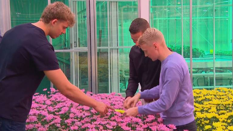 Jari, Luuk en Wikke gaan voor gifvrije bloemen.