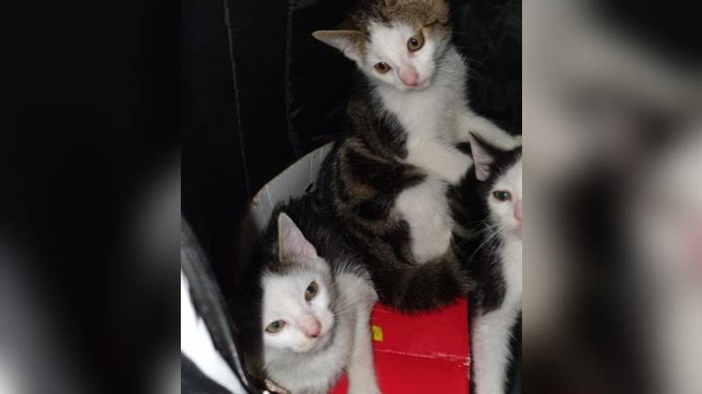 Drie kleine katertjes zaten in een rugzak (foto: Dierenasiel De Doornakker)