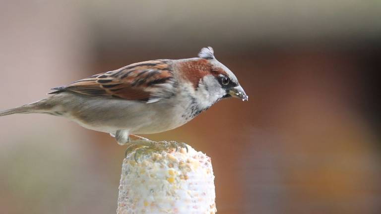 Een huismus met een kuif (foto: Herman Poels).