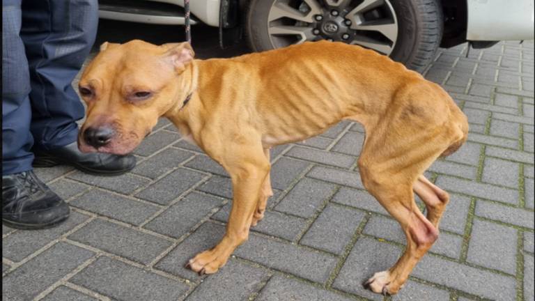 De inbeslaggenomen hond (foto: Dierenpolitie Oost-Brabant).