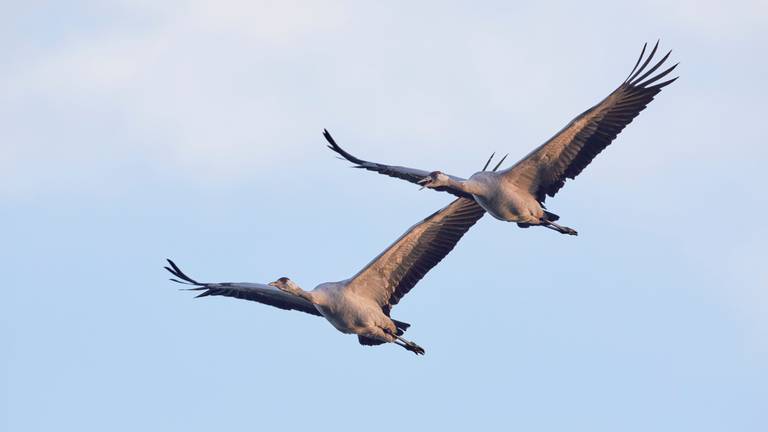 Kraanvogels in de lucht (foto: ANP)