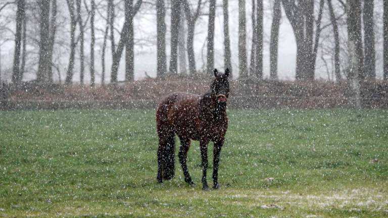 Iedereen is benieuwd of het gaat sneeuwen, onze weerman weet het