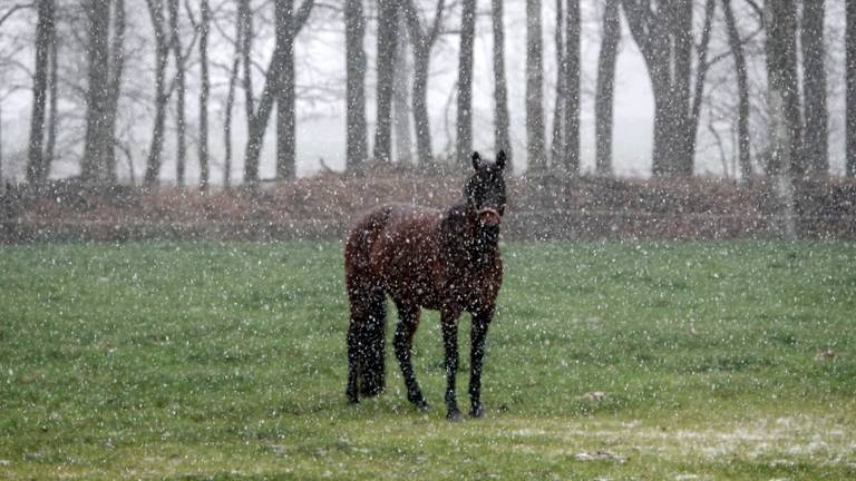 Een paard tijdens lichte sneeuw in Budel (foto: Ben Saanen).