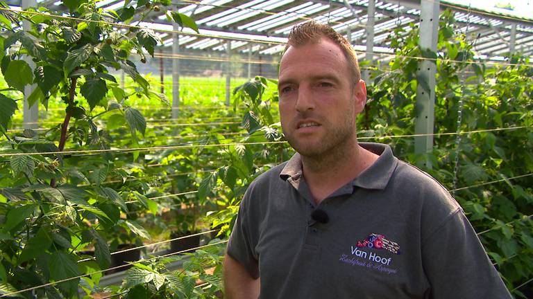 Maarten teelt frambozen onder zonnepanelen in plaats van plastic