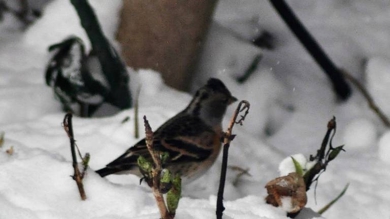 Een overwinterende keep (foto: Hetty Uijtdewilligen van Hest).