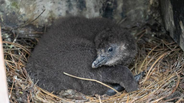 Brabant kreeg er onder andere pinguïns bij in 2020 (foto: ZooParc Overloon).