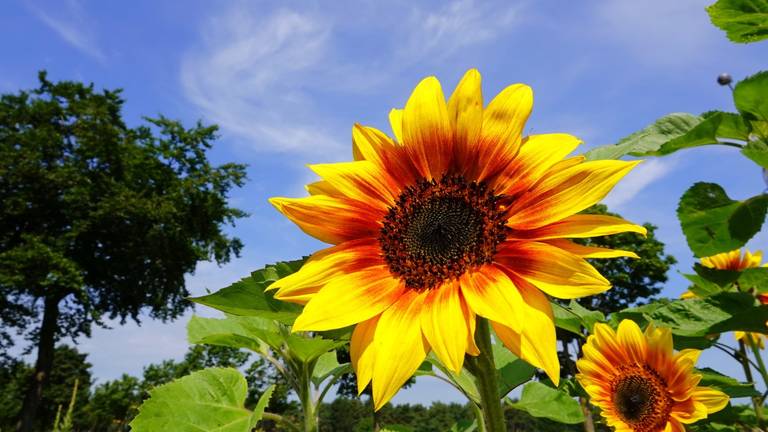 Zomers warme tot tropische dagen in aantocht: 'Maar de lucht is instabiel'