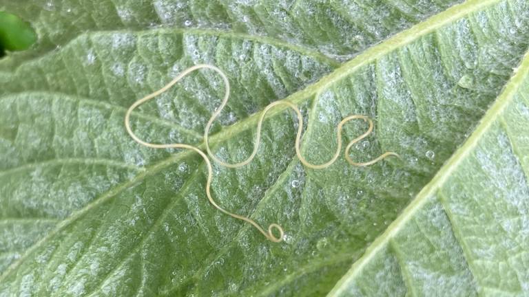 Een nematode (foto: Jan Blaas).