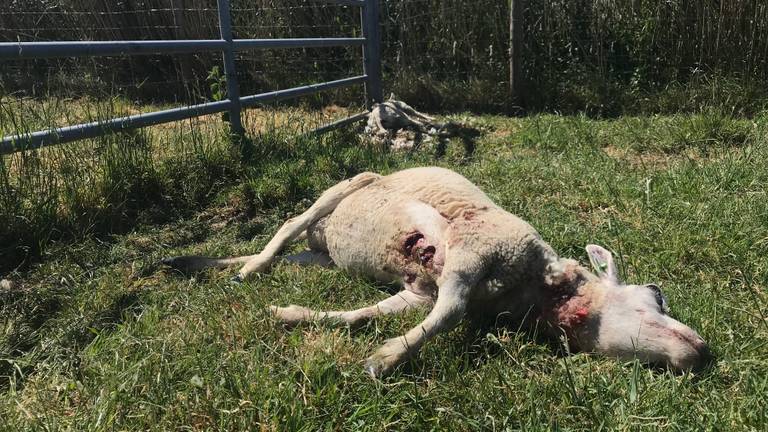 Dode schapen in Hedikhuizen (foto: Ilse Schoenmakers).