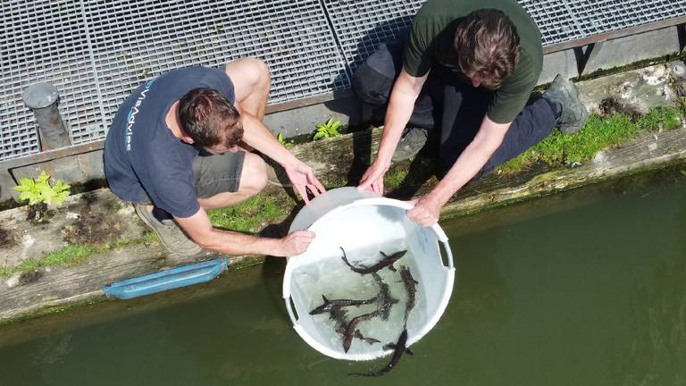 In 2023 werden er ook al steuren uitgezet in de Biesbosch (foto: Ernst Schrijver)