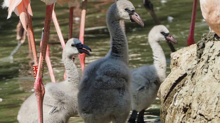 Flamingo-babyboom in Beekse Bergen: acht kuikens in week tijd