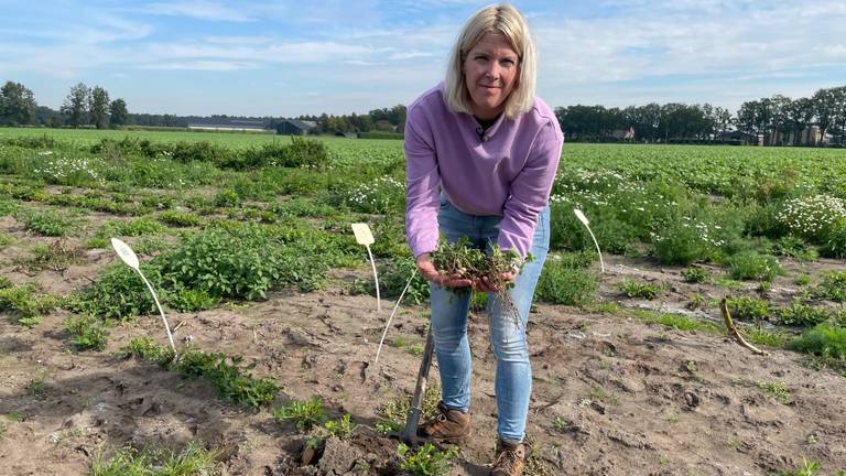 Anniek experimenteert in Reusel met het telen van pinda's.