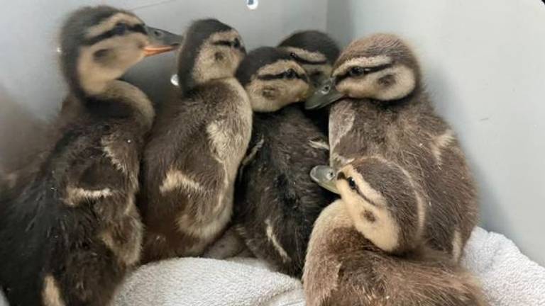 Zeven eendjes werden gered van de A59 (foto: Facebook Dierenambulance Maasland).