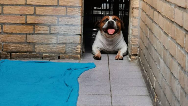 Plat op hun buik op de betonnen vloer en veel hijgen, zo gaan de honden om met de hitte (foto: Angela Frijters) 