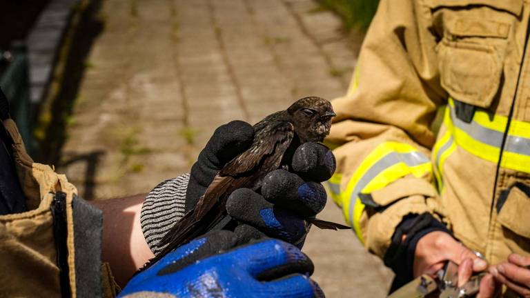 Vogel hangt met draad om z'n kop aan nestkast, brandweer bevrijdt beestje