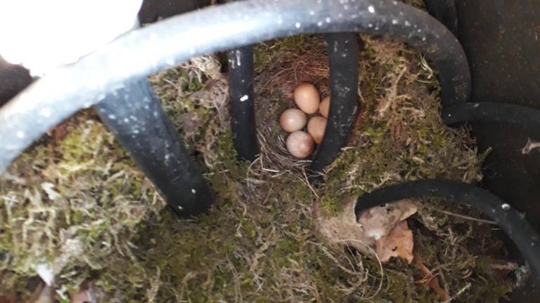 De eieren van een winterkoning (foto: Martien van Helmond).
