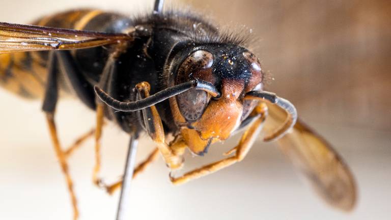Een opgezette Aziatische hoornaar in museum Naturalis (foto: ANP / Frank van Beek).