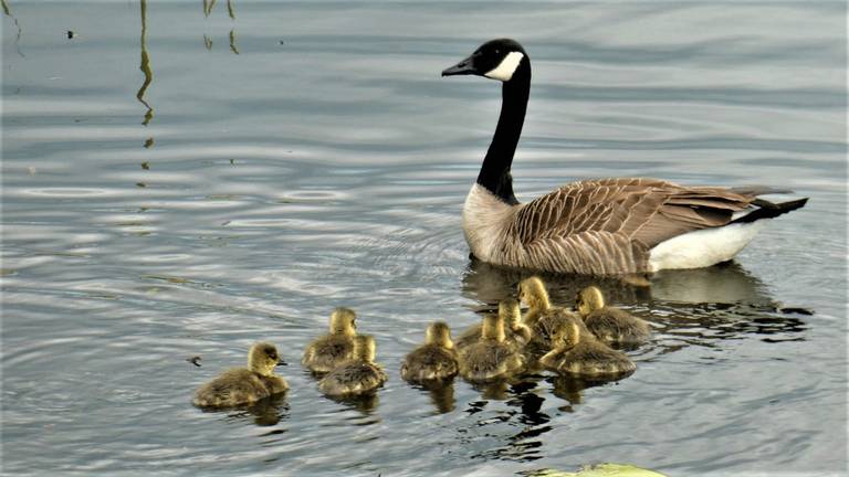 Vogelgriep in Den Bosch: 'Hou je hond aan de lijn'