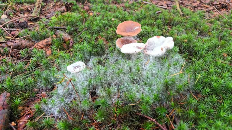 Wat is dat toch voor wit spul op deze paddenstoelen (foto: Mirjam Veenstra).